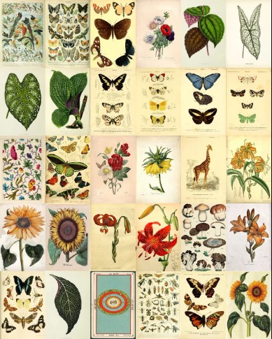 botanikposterset 2